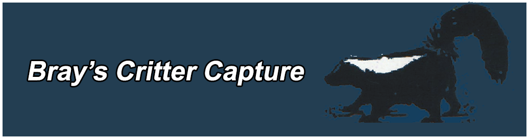 brayscrittercapture.com